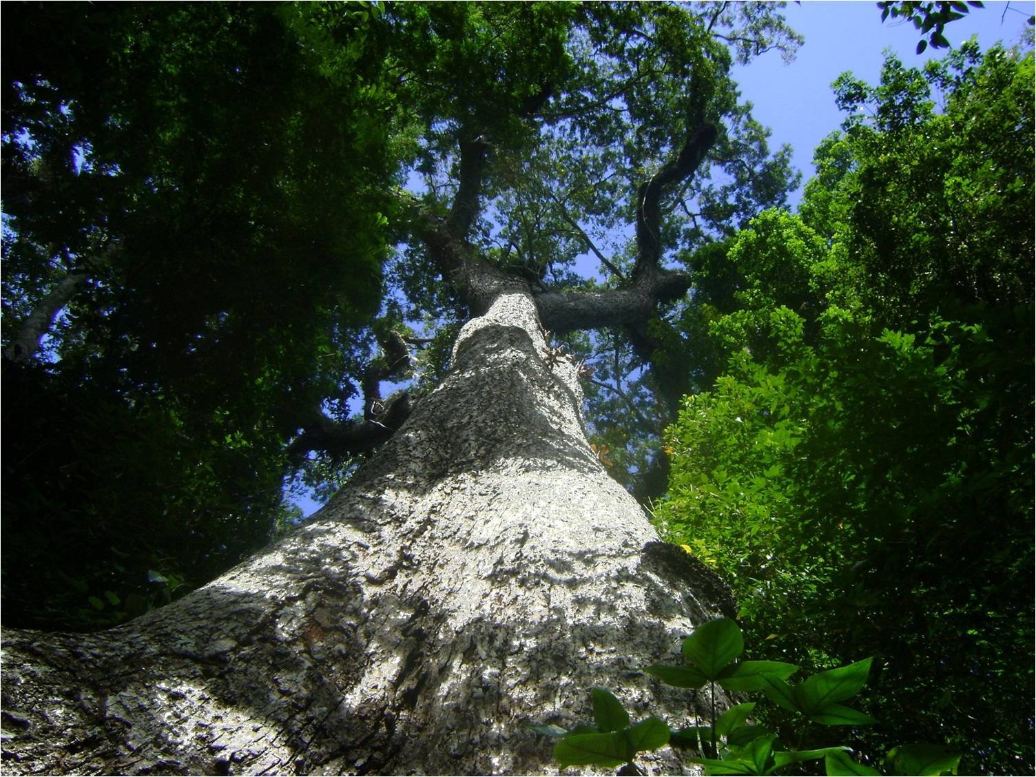 uc-parque-mata-flores