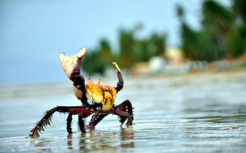 uc-reserva-concha-d-ostra